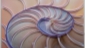 029 Song of the Sea Nautilus