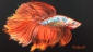 070 Orange Beauty Betta Fish